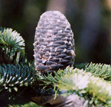 Abies amabilis