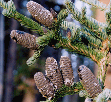 Abies lasiocarpa