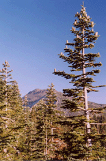 Abies magnifica