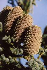 Abies magnifica shastensis