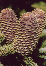 Abies magnifica shastensis