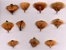 Abies magnifica shastensis