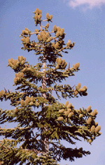 Abies magnifica shastensis