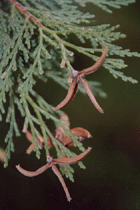 Calocedrus decurrens