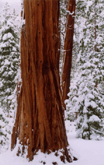 Calocedrus decurrens