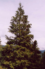 Chamaecyparis lawsoniana