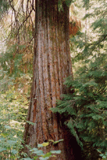 Chamaecyparis lawsoniana