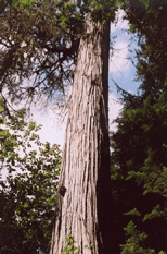 Chamaecyparis lawsoniana