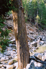 Chamaecyparis lawsoniana