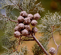 Cupressus bakeri