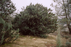 Cupressus macnabiana