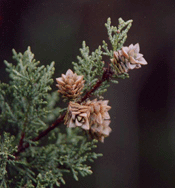 Cupressus macnabiana