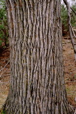 Cupressus macnabiana