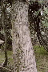Cupressus macnabiana