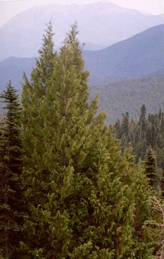 Cupressus nootkatensis