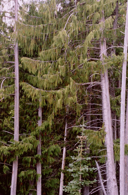 Cupressus nootkatensis