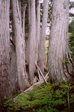 Cupressus nootkatensis