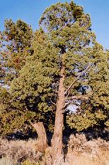 Juniperus occidentalis occidentalis