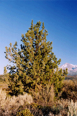 Juniperus occidentalis occidentalis