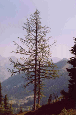 Larix lyallii