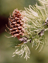 Larix lyallii
