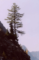 Larix lyallii