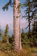 Larix lyallii