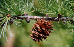 Larix occidentalis
