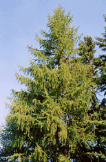 Larix occidentalis