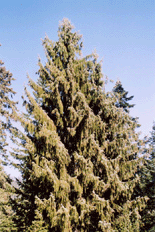 Picea breweriana
