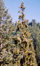 Picea breweriana
