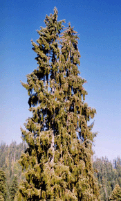 Picea breweriana