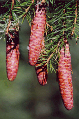 Picea breweriana