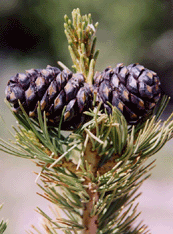 Pinus albicaulis