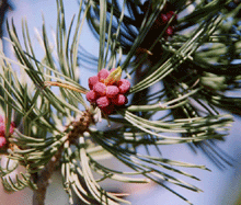Pinus albicaulis