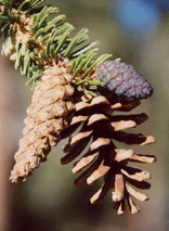 Pinus balfouriana austrina