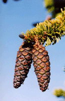 Pinus balfouriana balfouriana