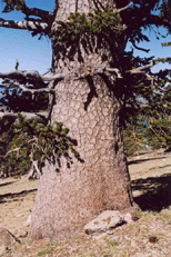 Pinus balfouriana balfouriana