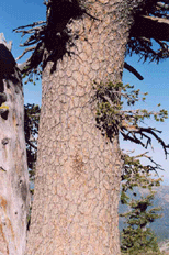 Pinus balfouriana balfouriana