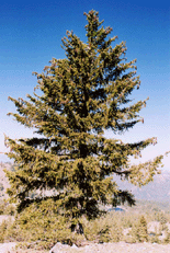 Pinus balfouriana balfouriana