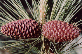 Pinus jeffreyi