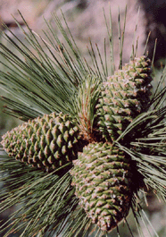 Pinus jeffreyi