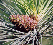 Pinus ponderosa