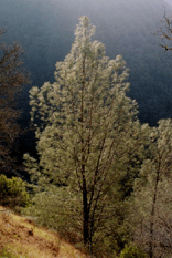 Pinus sabiniana