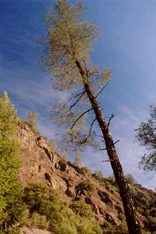 Pinus sabiniana