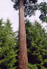 Pseudotsuga menziesii