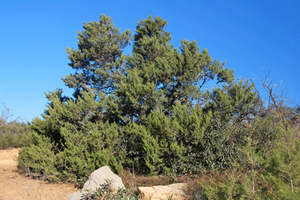 Cupressus forbesii