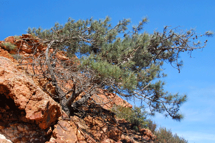 Pinus muricata