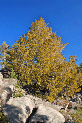 Cupressus montana