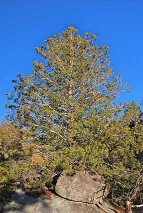 Cupressus montana